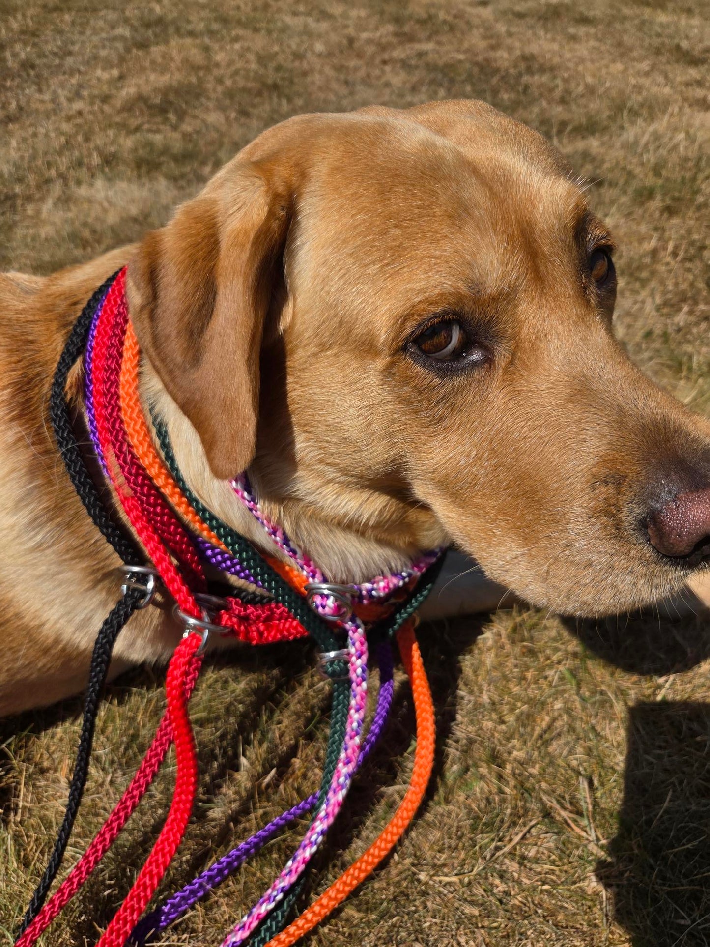 ProTrain™ Essentials Braided Slip Lead | Soft Rope Dog Training Lead with Figure of Eight Option