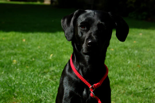 ProTrain™ Essentials Braided Slip Lead | Soft Rope Dog Training Lead with Figure of Eight Option