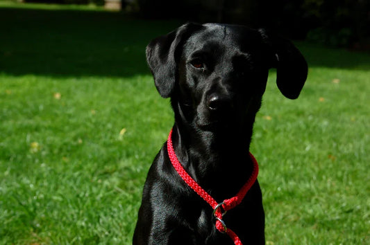 ProTrain Essentials Braided Slip Lead — soft PPM rope gundog training lead in Midnight